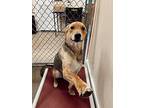 Daario, Labrador Retriever For Adoption In Rossville, Tennessee