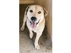 Kyon, Labrador Retriever For Adoption In Rossville, Tennessee