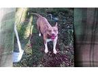 Athena ~ Courtesy Post, American Pit Bull Terrier For Adoption In Front Royal