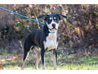 Iggy, American Pit Bull Terrier For Adoption In Newington, Connecticut