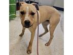 Adopt Buster FKA Heifer a Pit Bull Terrier