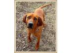 Adopt Red a Redbone Coonhound