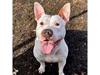 Stella, American Pit Bull Terrier For Adoption In Des Moines, Iowa