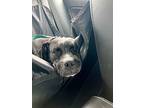 Megan, American Staffordshire Terrier For Adoption In Tuscaloosa, Alabama