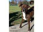 Ana, Terrier (unknown Type, Medium) For Adoption In Nicholasville, Kentucky