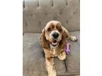 Adopt Sammy a Cocker Spaniel