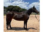 Maya, Quarterhorse For Adoption In Houston, Texas