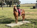 Trinity, Quarterhorse For Adoption In Houston, Texas