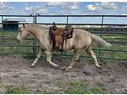 Buster, Quarterhorse For Adoption In Houston, Texas