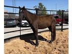 Yowza, Quarterhorse For Adoption In Houston, Texas