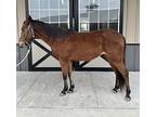 Nugget, Gaited For Adoption In Houston, Texas