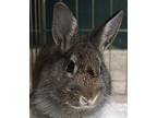 Yoink, Lionhead For Adoption In Encinitas, California