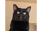 Wally, Domestic Shorthair For Adoption In Santa Fe, New Mexico