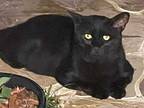 Ian, Domestic Shorthair For Adoption In Lauderhill, Florida