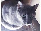 Sparkles, American Shorthair For Adoption In Palmdale, California