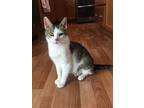 Laurentina, Domestic Shorthair For Adoption In Lowell, Michigan