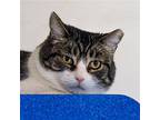 Topper, Domestic Shorthair For Adoption In Santa Fe, New Mexico