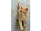 Clancy, Domestic Shorthair For Adoption In Santa Fe, New Mexico