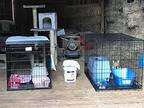 Barn Cats, Domestic Shorthair For Adoption In Lowell, Michigan