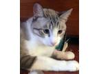 Noah, Siamese For Adoption In Redlands, California