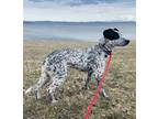 Adopt Aiden GCH a Cattle Dog, Pointer