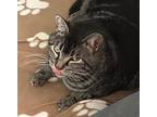 Miki, Domestic Shorthair For Adoption In Witter, Arkansas