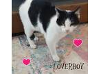 Loverboy, Domestic Shorthair For Adoption In Witter, Arkansas