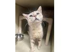 Silver, Domestic Shorthair For Adoption In Marion, Ohio