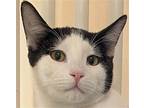 Shae [permanent Foster], Domestic Shorthair For Adoption In Santa Fe, New Mexico