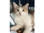 Mandy, Calico For Adoption In Lauderhill, Florida