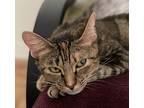 Rosabel, Domestic Shorthair For Adoption In Santa Fe, New Mexico