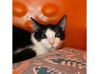 Paddy, Domestic Shorthair For Adoption In Santa Fe, New Mexico