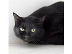 Taylor, Domestic Shorthair For Adoption In Santa Fe, New Mexico
