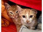 Archie And Lilbet, Domestic Shorthair For Adoption In Witter, Arkansas