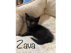 Zava, Domestic Shorthair For Adoption In Staten Island, New York