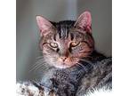 Gypsy, Domestic Shorthair For Adoption In Santa Fe, New Mexico