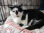 Betty, Domestic Shorthair For Adoption In Lowell, Michigan