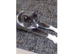 Avery, Domestic Shorthair For Adoption In Lowell, Michigan