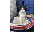 Macgregor, Domestic Shorthair For Adoption In Lowell, Michigan