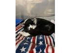 Delaney, Domestic Shorthair For Adoption In Lowell, Michigan