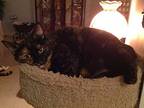 Marble, Domestic Shorthair For Adoption In Shakespeare, Ontario