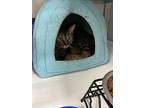 Tilly, Domestic Shorthair For Adoption In Lowell, Michigan