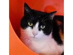 Leigh, Domestic Shorthair For Adoption In Santa Fe, New Mexico