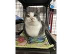 Claire, Domestic Shorthair For Adoption In Lowell, Michigan