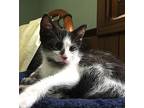Libra, Domestic Shorthair For Adoption In Lowell, Michigan