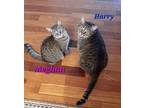 Harry, Domestic Shorthair For Adoption In Shakespeare, Ontario
