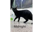 Midnight, Domestic Shorthair For Adoption In Lowell, Michigan