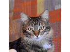 Cha Cha, Maine Coon For Adoption In Santa Fe, New Mexico