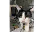 Bennett, Domestic Shorthair For Adoption In Lowell, Michigan