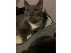 Reeves, Russian Blue For Adoption In Lauderhill, Florida